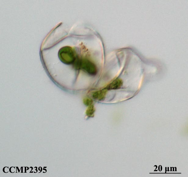 CCMP2395 | NCMA at Bigelow Laboratory